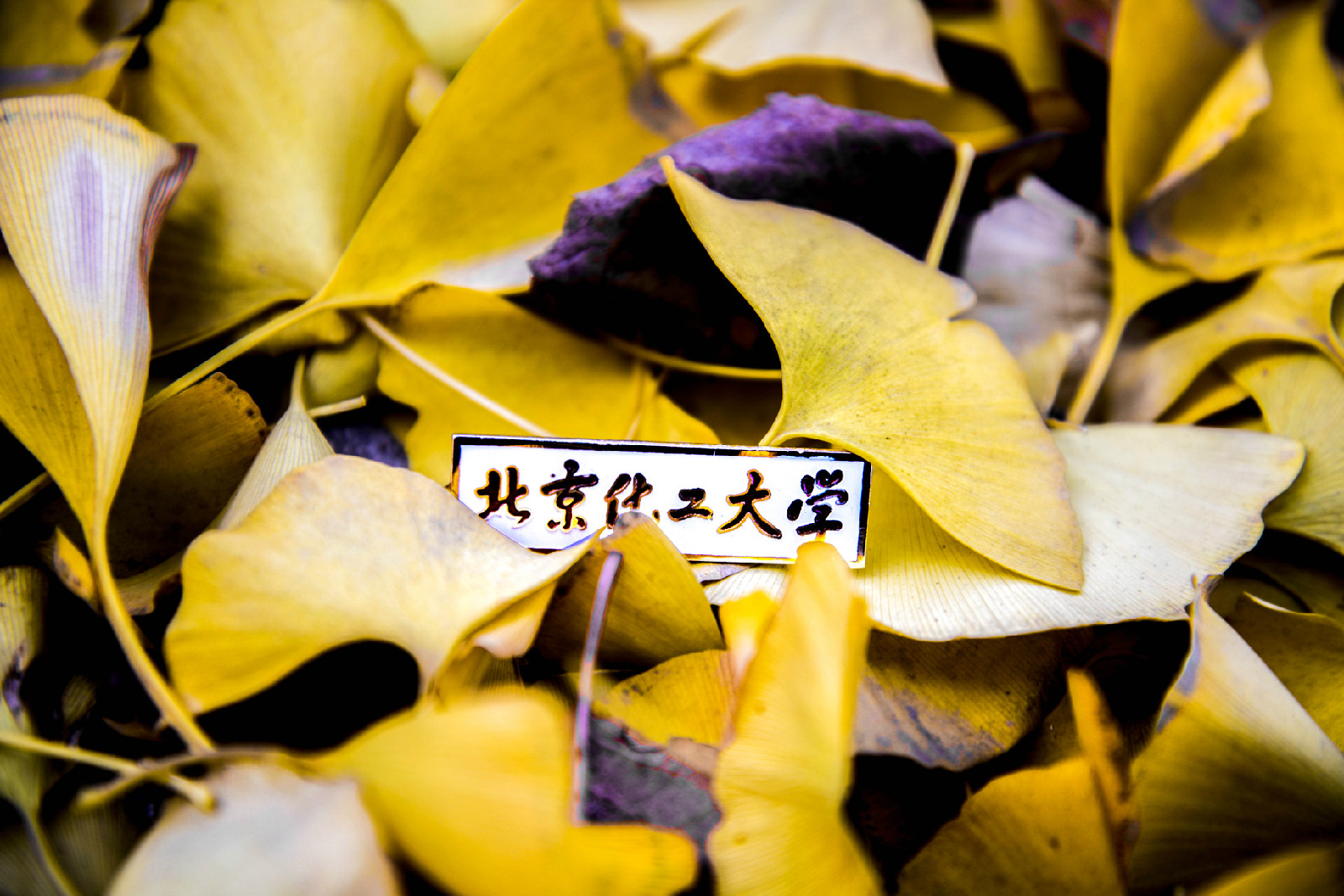 北京化工大学北京学生多么